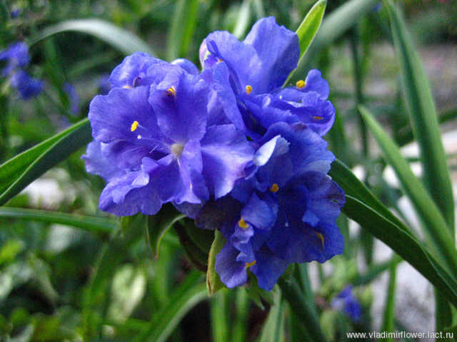 Tradescantia virginiana 'Caerulea Plena'